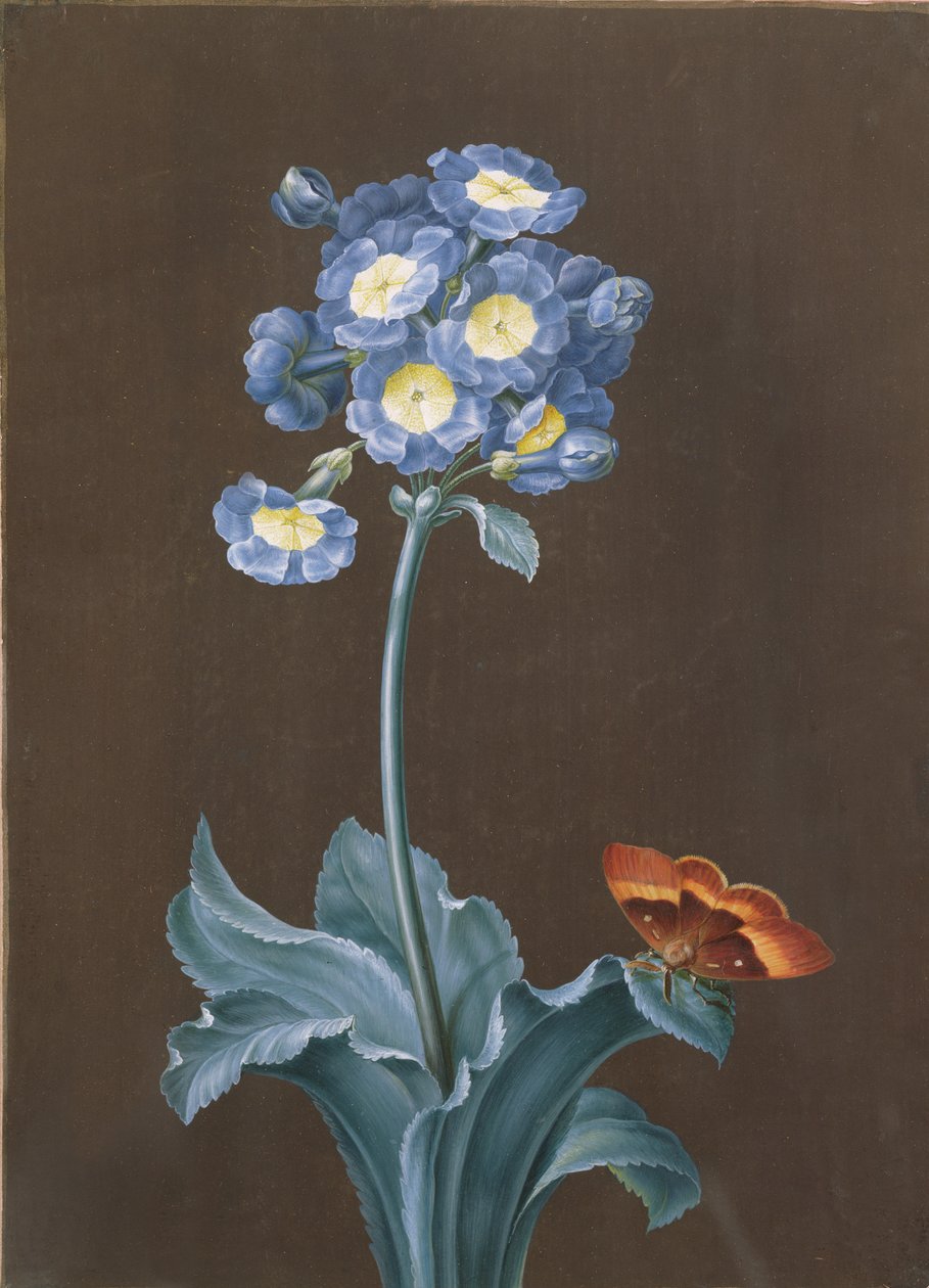 Primula Auricula med mal (gouache) av Margaretha Barbara Dietzsch
