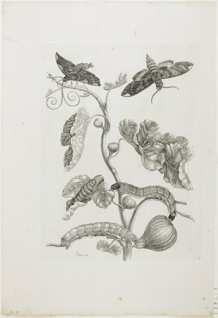 Fjärilar, larver och växter, 1705-71 (etsning och gravyr) av Maria Sibylla Merian