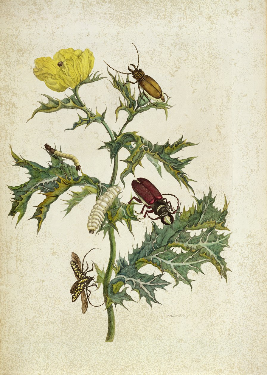 Cardos Spinosus: Skalbaggar och larver, tavla 69 från "Over de Voorteling", 1730 av Maria Sibylla Merian