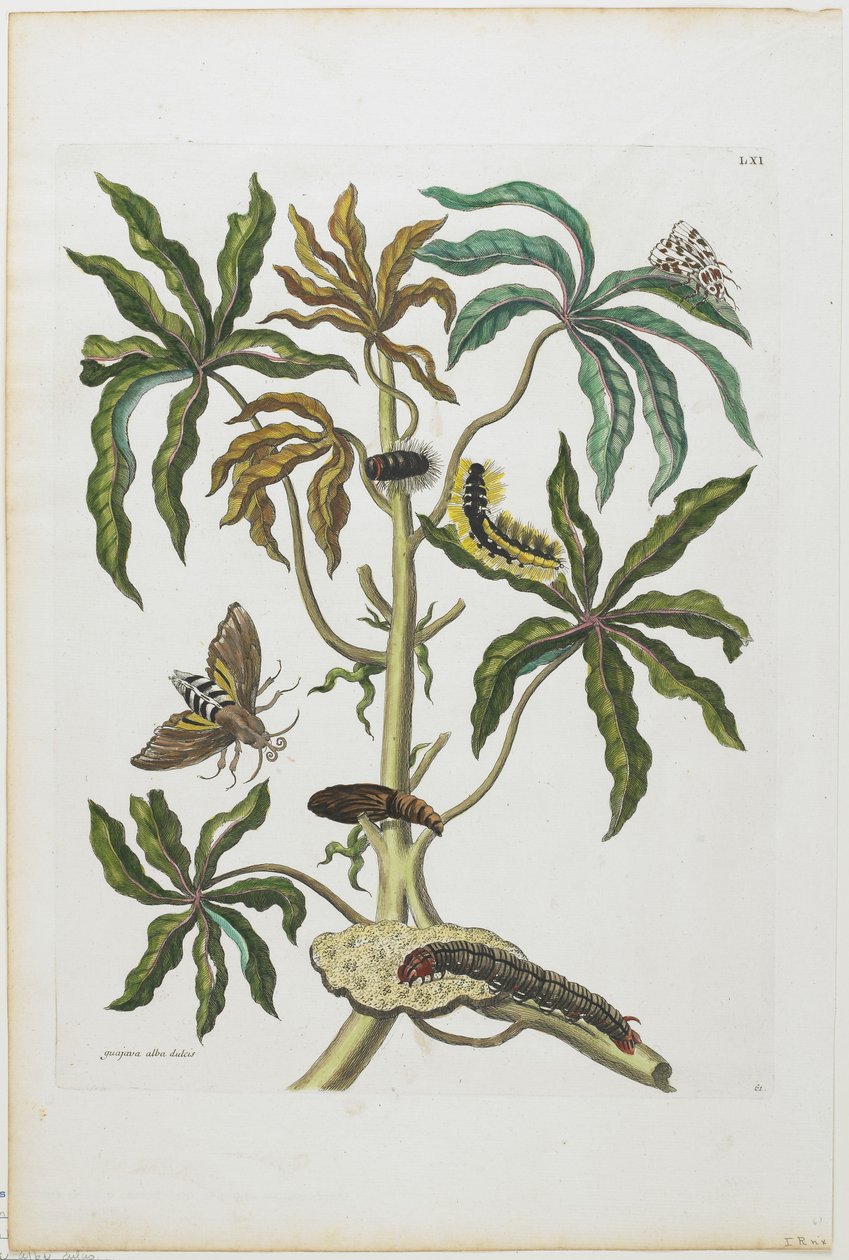 Larver och insekter med lövverk, 1705-71 (handfärgad etsning och gravyr) av Maria Sibylla Merian