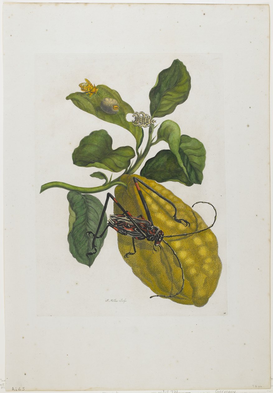 Citrusfrukt och skalbagge, 1705-71 (handfärgad etsning och gravyr) av Maria Sibylla Merian