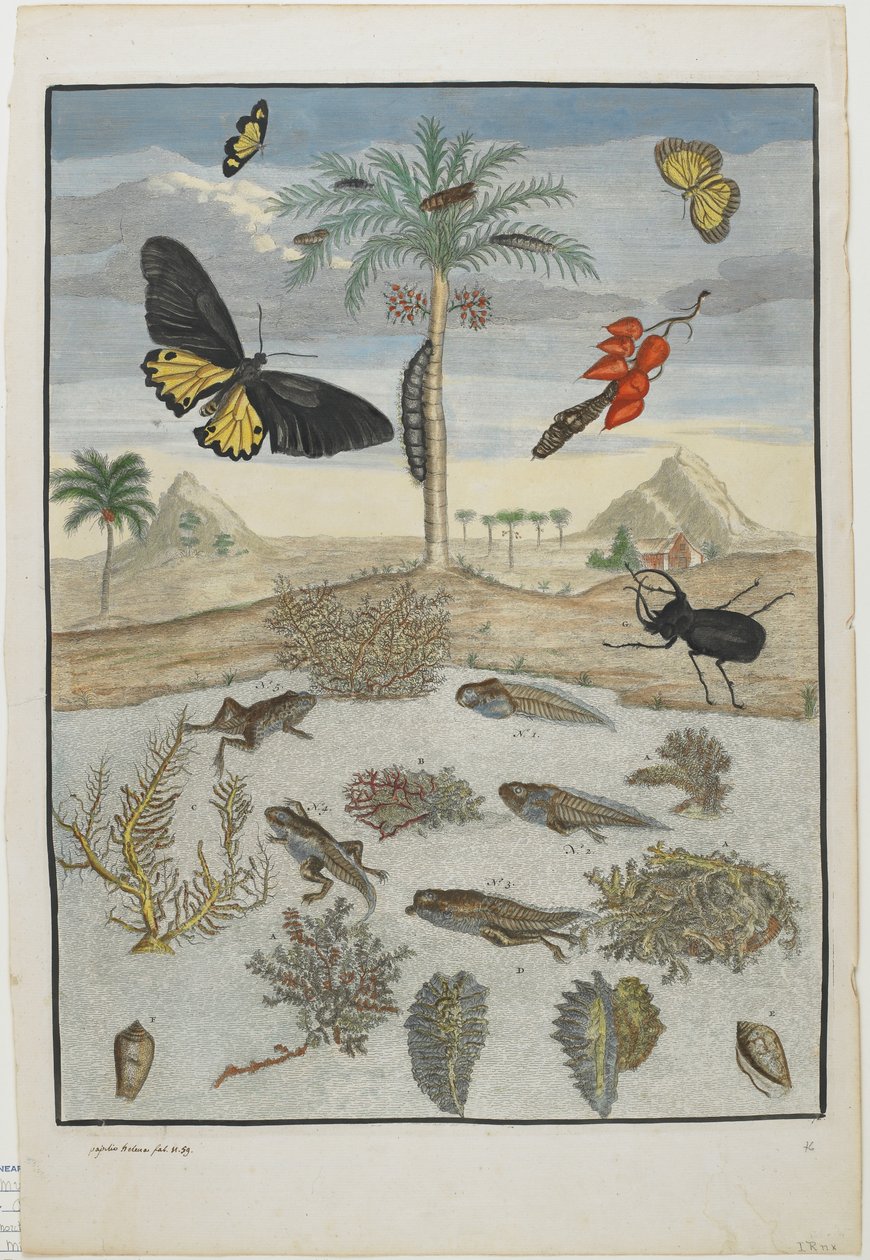 Insekter och fiskar med öbakgrund, 1705-71 (handfärgad etsning och gravyr) av Maria Sibylla Merian
