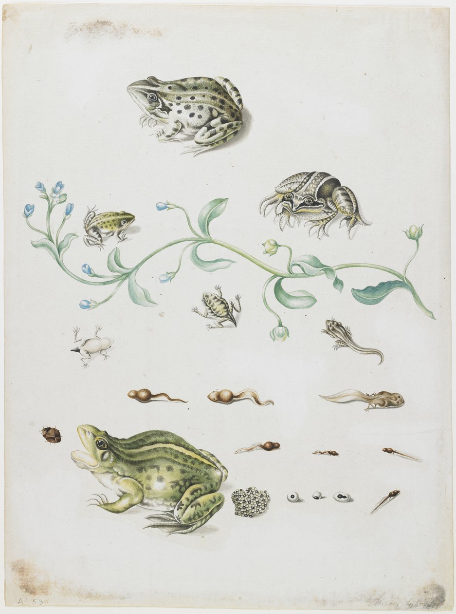 Metamorfos av en groda och blå blomma av Maria Sibylla Merian