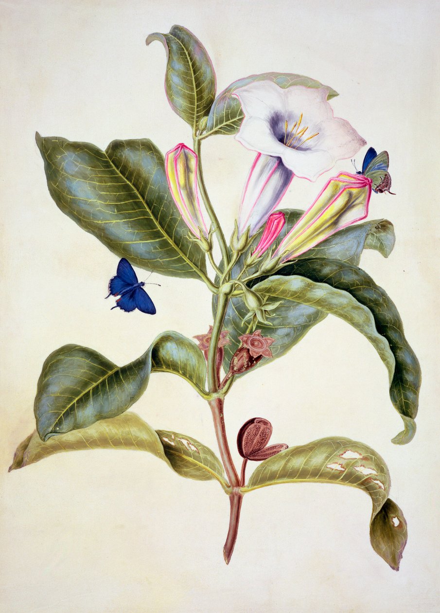 No.3055c Thorn apple (Datura Wrightii) av Maria Sibylla Merian