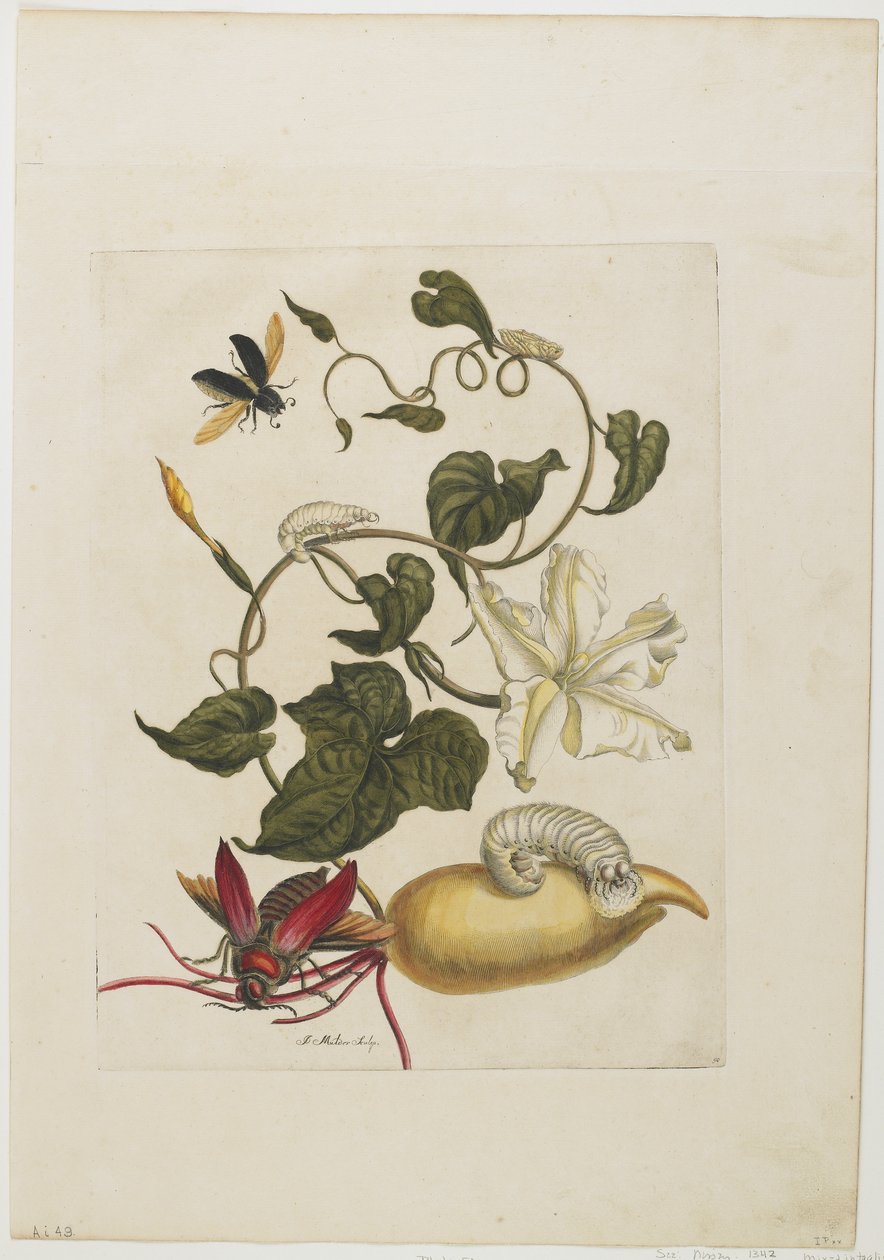 Röd skalbagge, vit morgonljus, 1705-71 (handkolorerad etsning och gravyr) av Maria Sibylla Merian