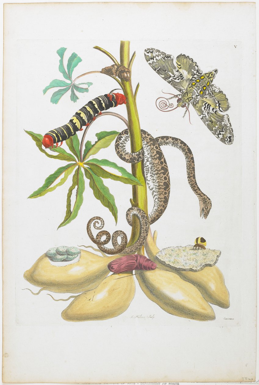Orm, larv, fjäril och insekter på växt (handfärgad etsning och gravyr) av Maria Sibylla Merian