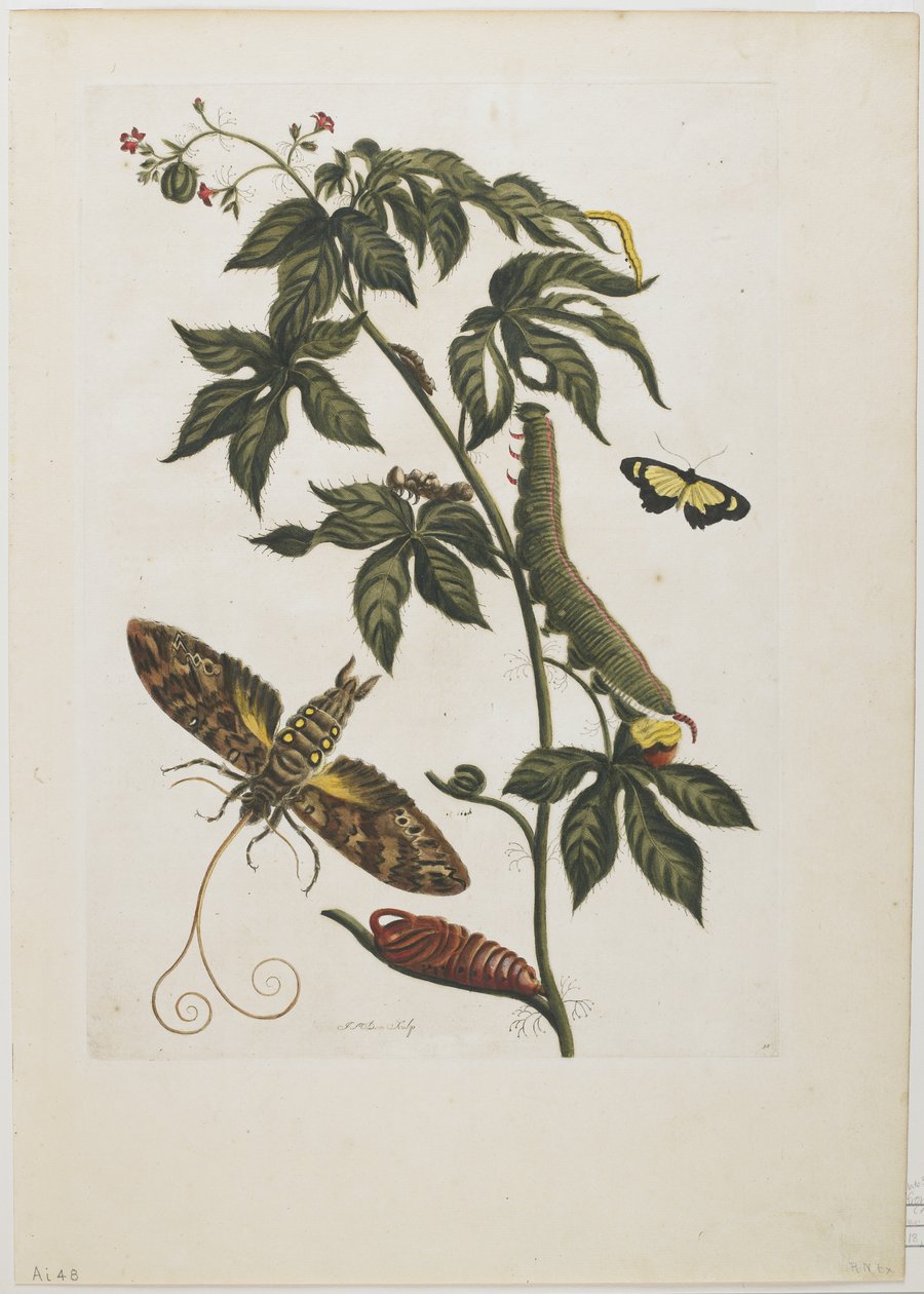 Sfinxfjäril, larv, puppa och blomma, 1705-71 (handkolorerad etsning och gravyr) av Maria Sibylla Merian