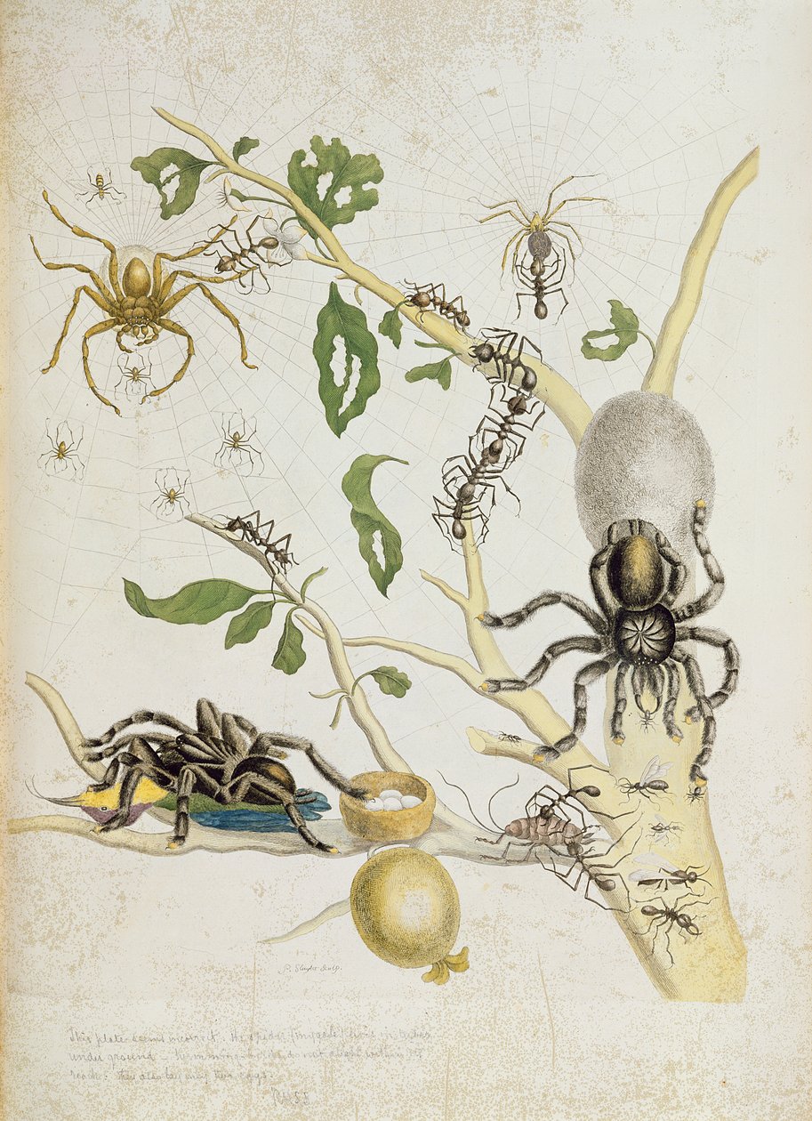 Spindlar: Mygole, tavla 18 från "Over de Voorteeling", 1730 av Maria Sibylla Merian