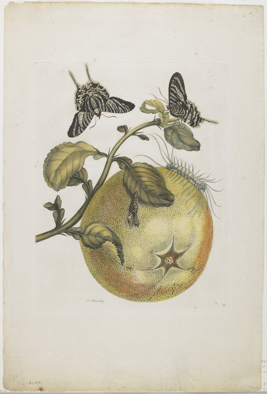 Swallowtails and Great Yellow Fruit, 1705-71 (handfärgad etsning och gravyr) av Maria Sibylla Merian