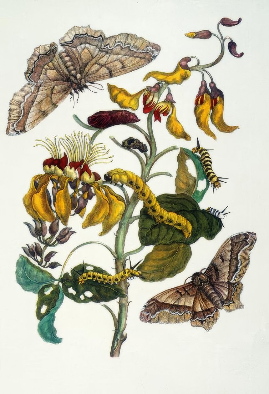 M.S. Merian, korallträd och sidenspindel av Maria Sibylla Merian