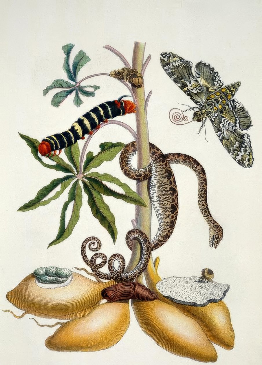 Maniok / M.S.Merian av Maria Sibylla Merian