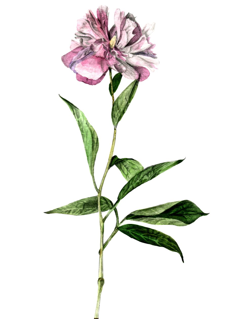 Pion, 2018 av Maria Basea