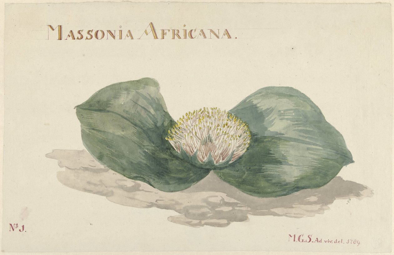 Bloem Massonia Africana MASSONIA AFRICANA (titel på objekt) av Maria Geertruida Barbiers Snabilié