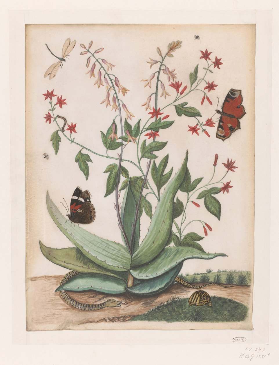 Fjärilar, en orm och en sköldpadda som omger en blommande agave av Maria Moninckx
