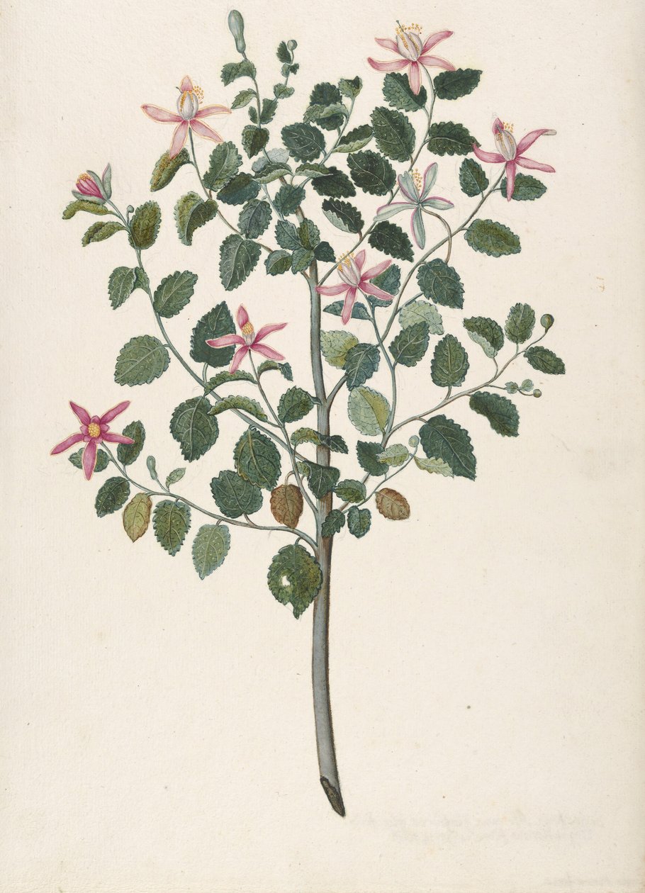 Studie av en växt med rödlila blommor Sebastiana africana purpurea, 1695. av Maria Monninckx