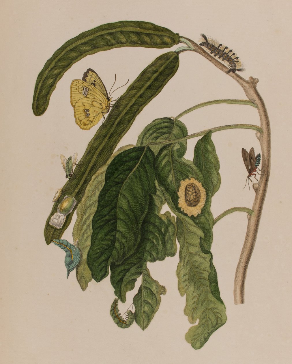 Illustration från 