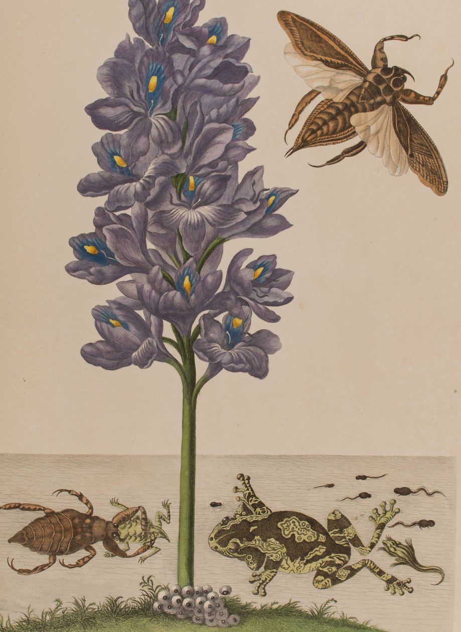 Illustration från 