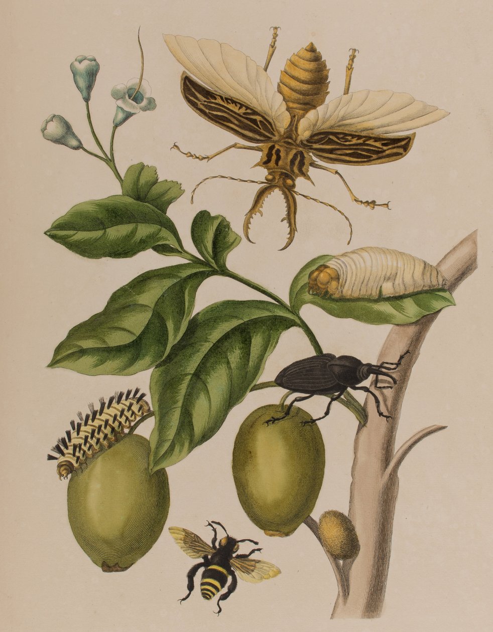 Illustration från 