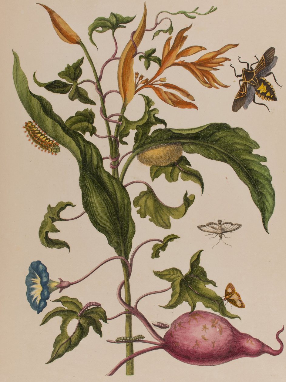 Illustration från 