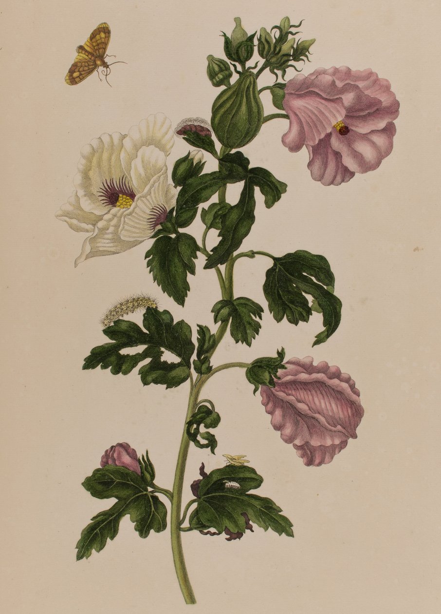 Illustration från 