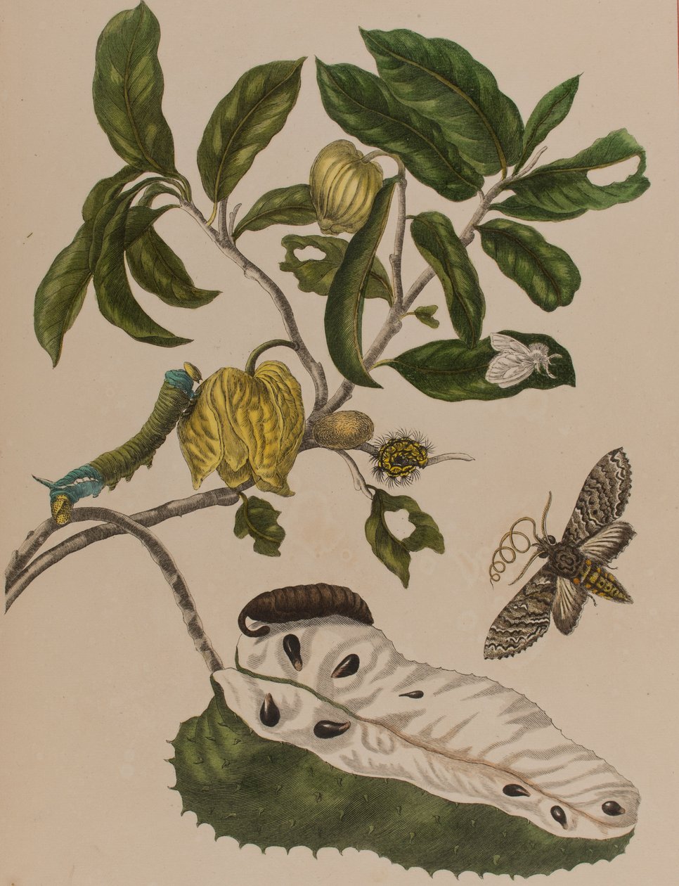 Illustration från 