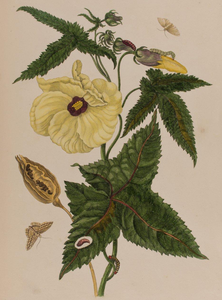 Illustration från 
