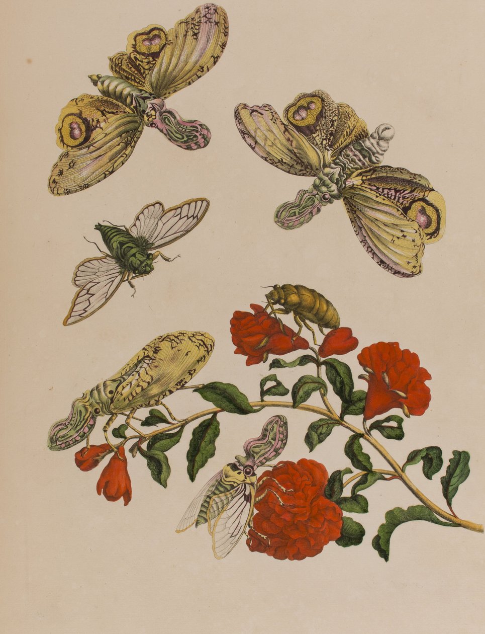 Illustration från 