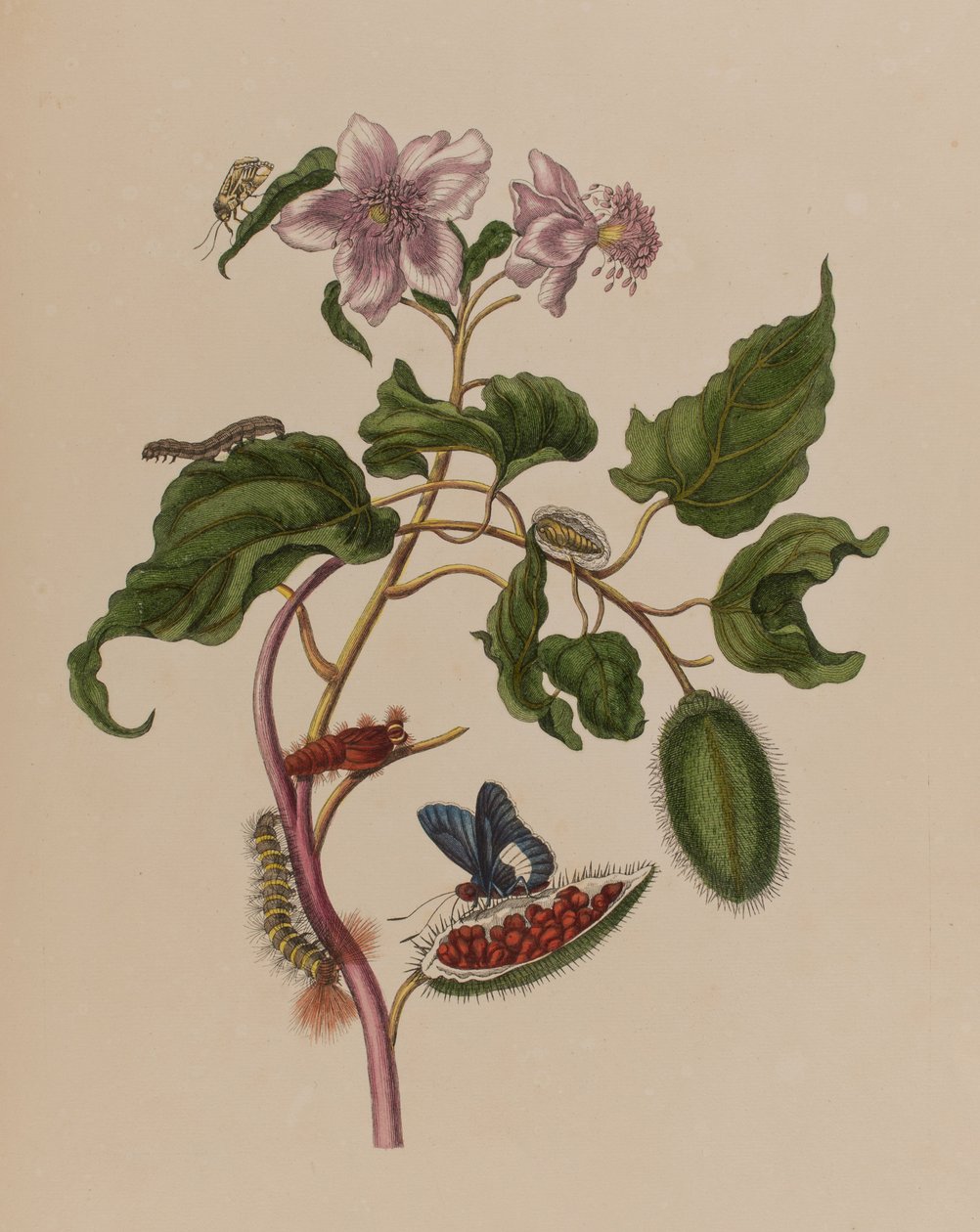 Illustration från 