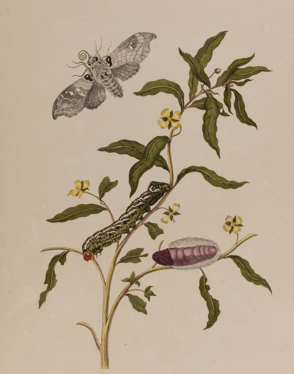 Illustration från 
