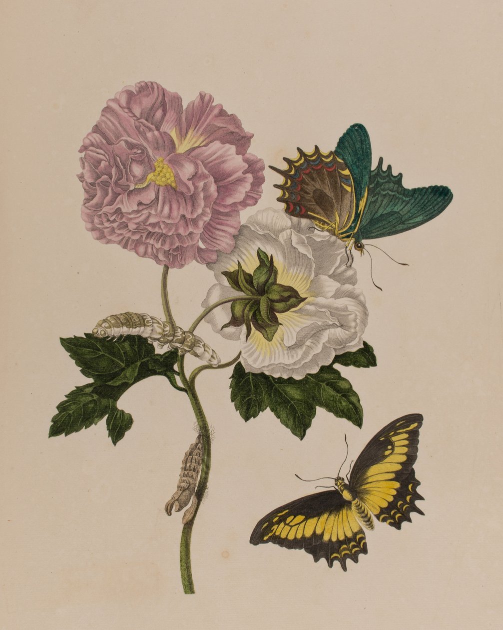 Illustration från 