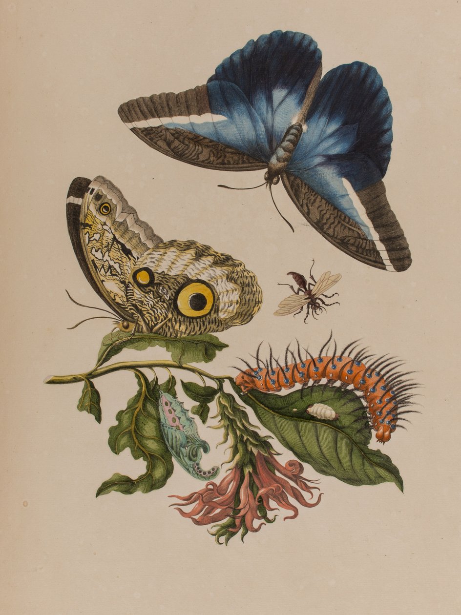 Illustration från 