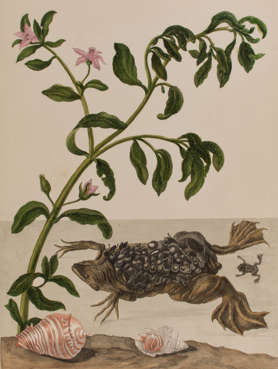 Illustration från 