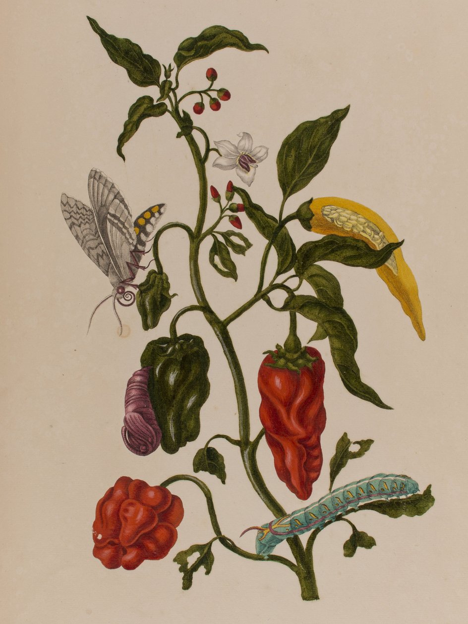 Illustration från 
