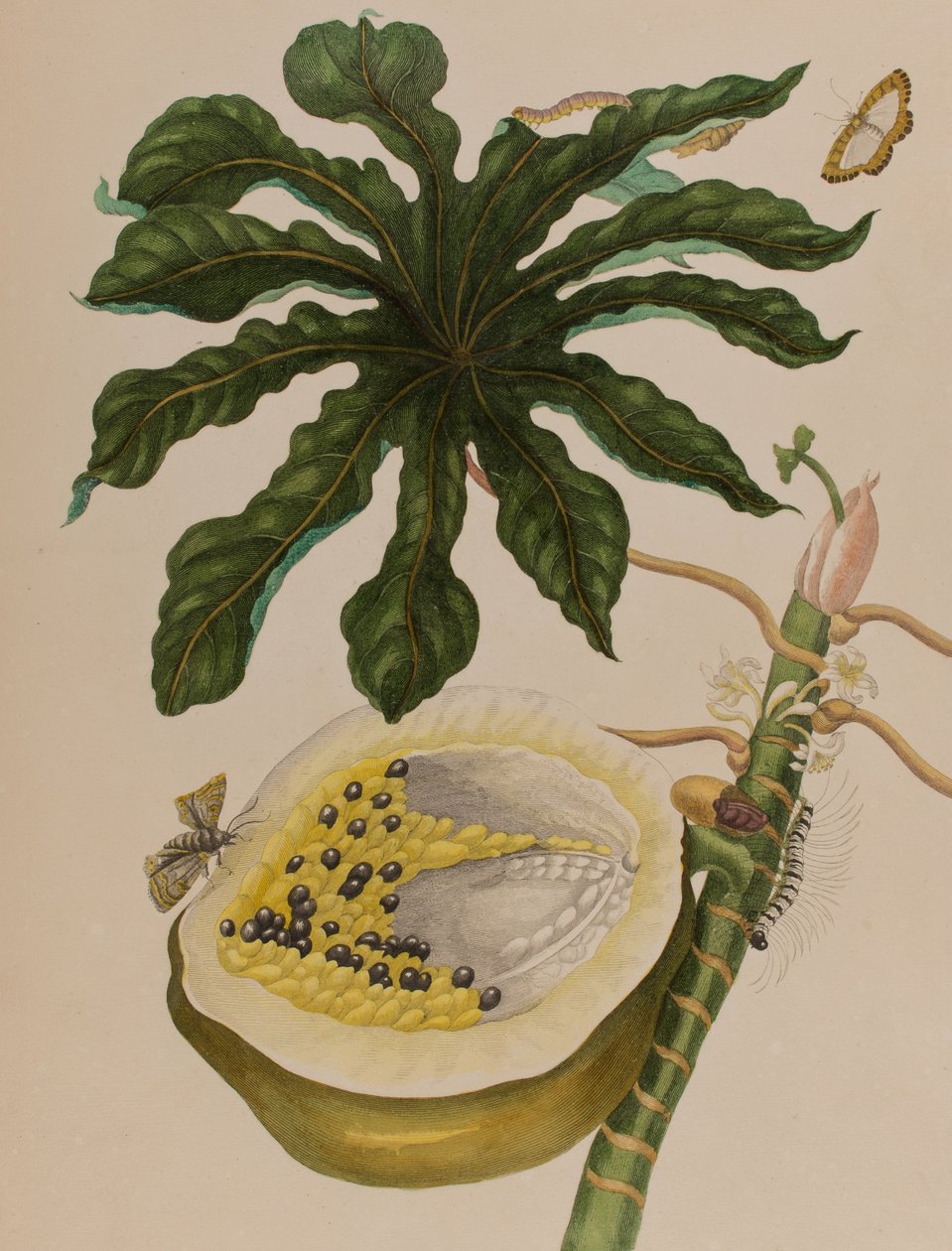 Illustration från 