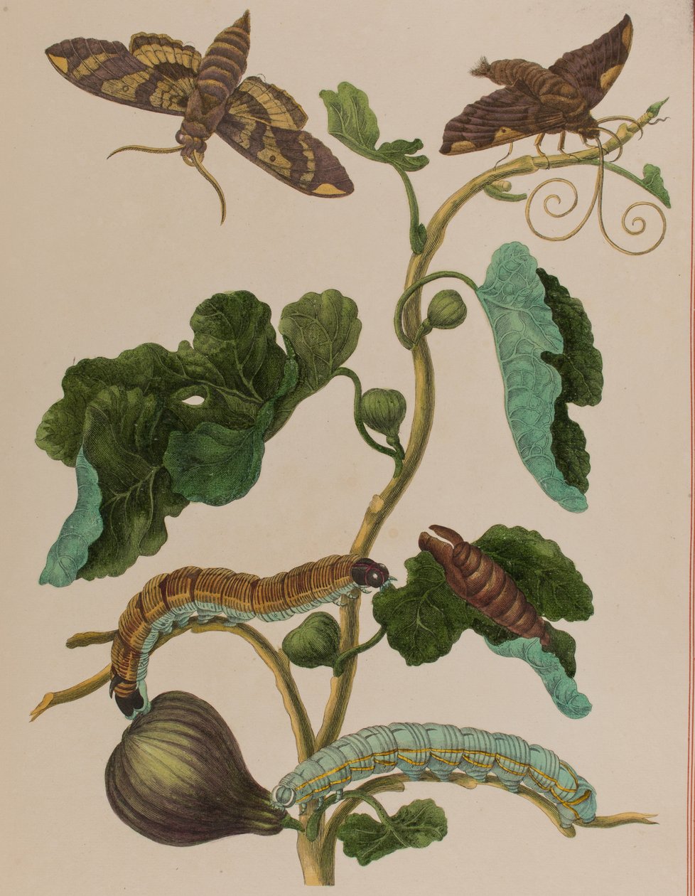 Illustration från 