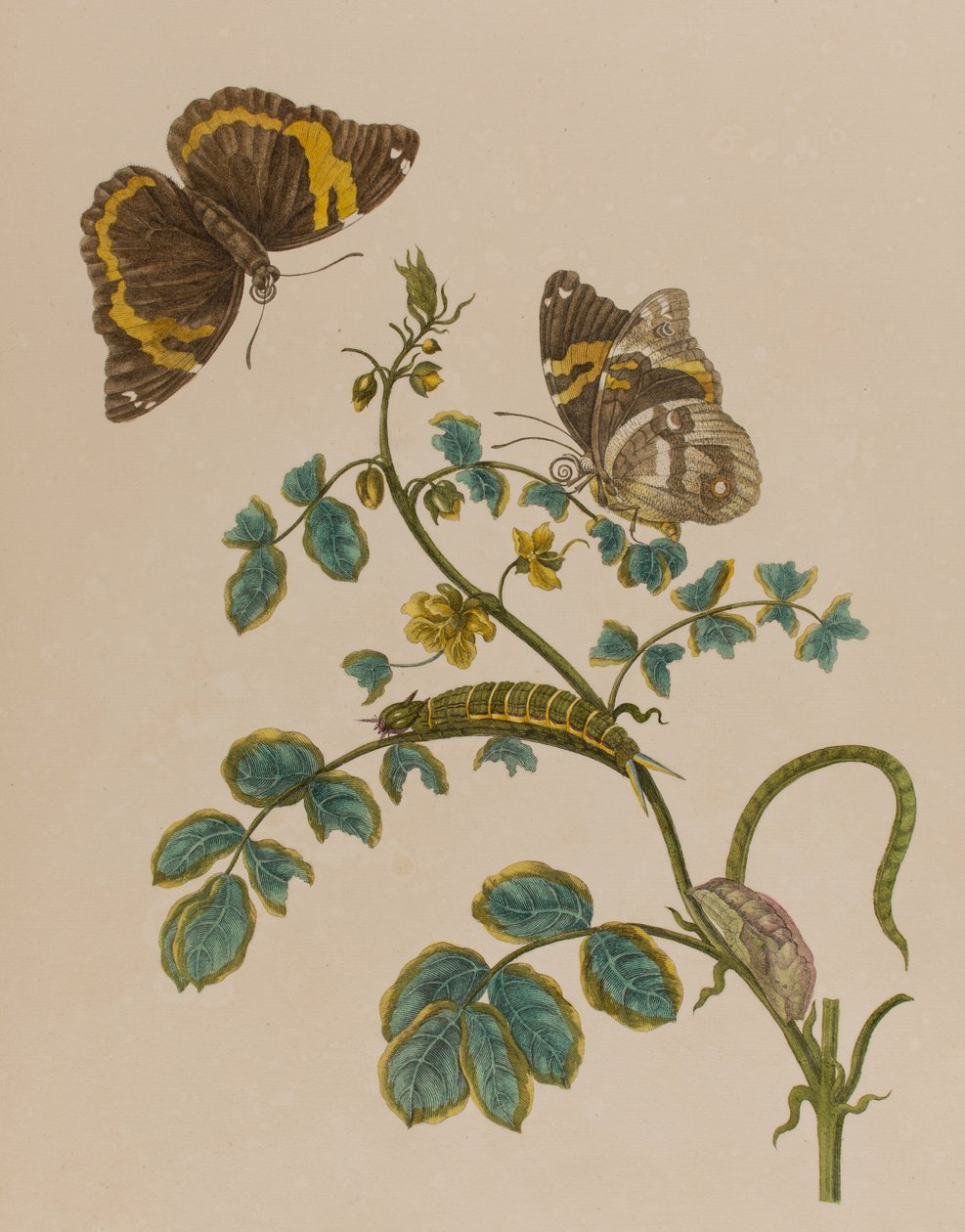 Illustration från "Metamorphosis insectorum Surinamensium". Ofte Verandering der Surinaamsche Insecten", publicerad 1705 (färgad gravyr). av Maria Sibylla Graff (after) Merian