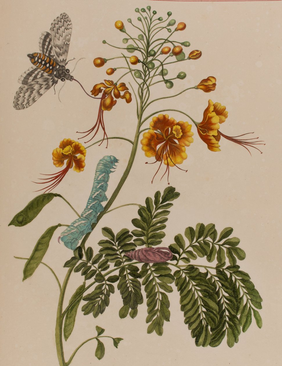 Illustration från 