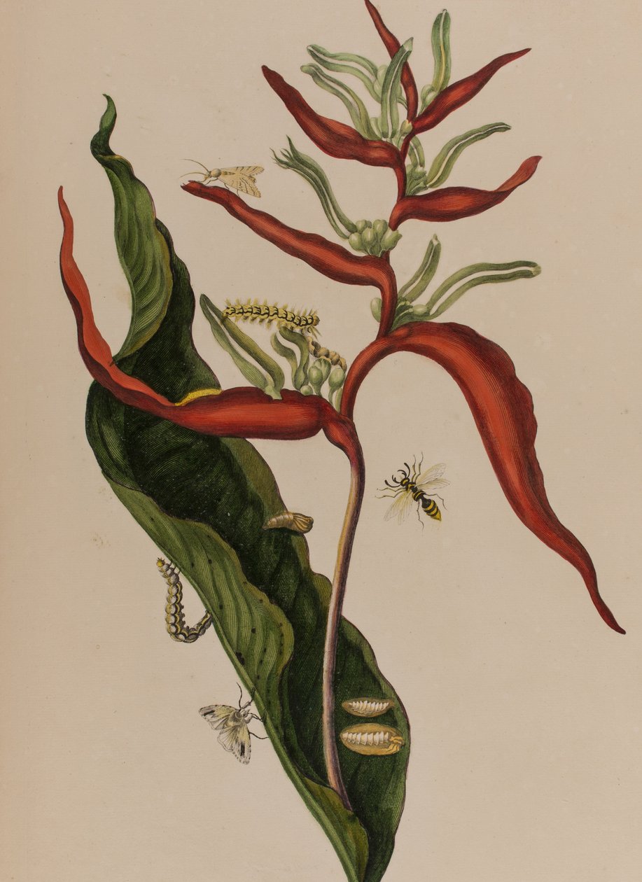Illustration från 
