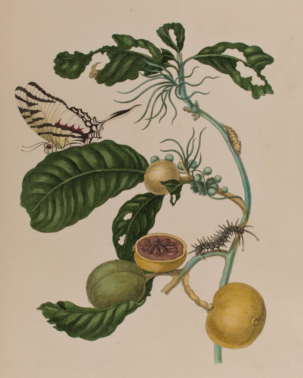 Illustration från 