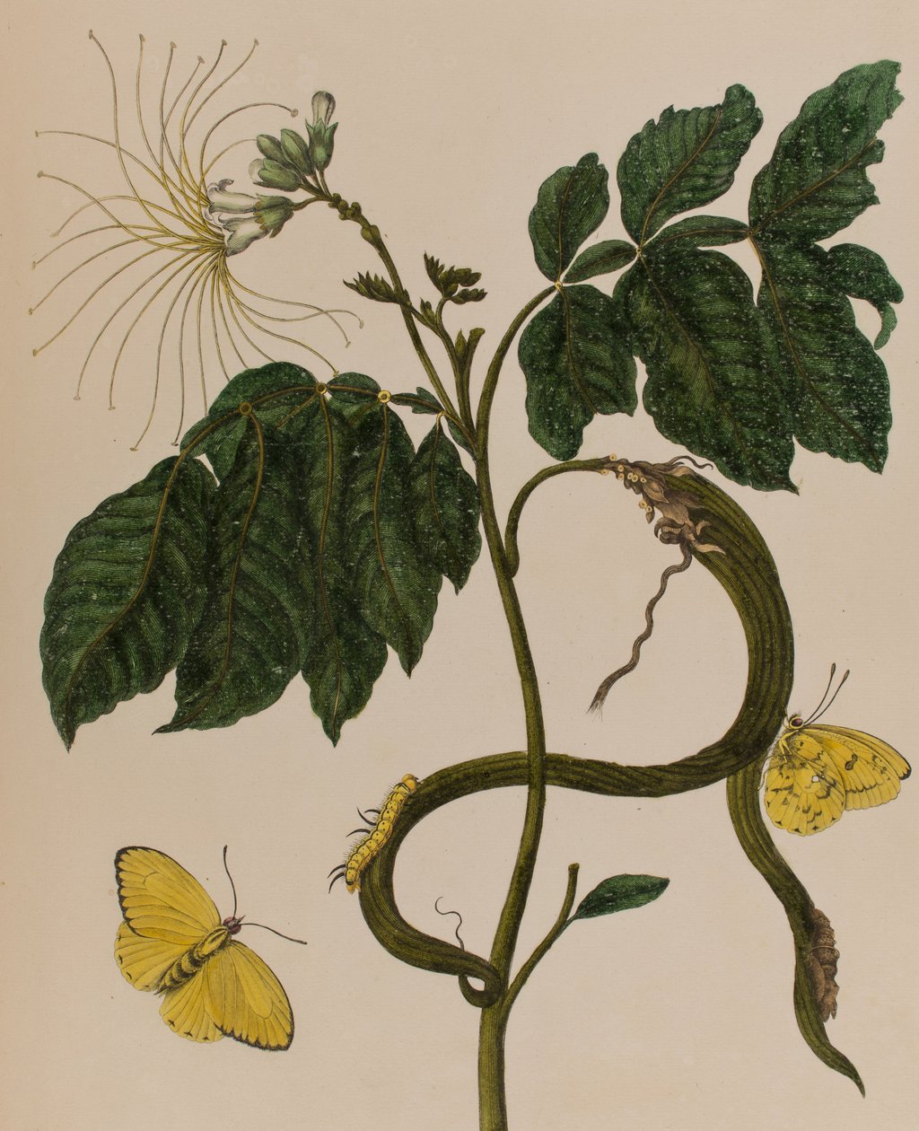 Illustration från 