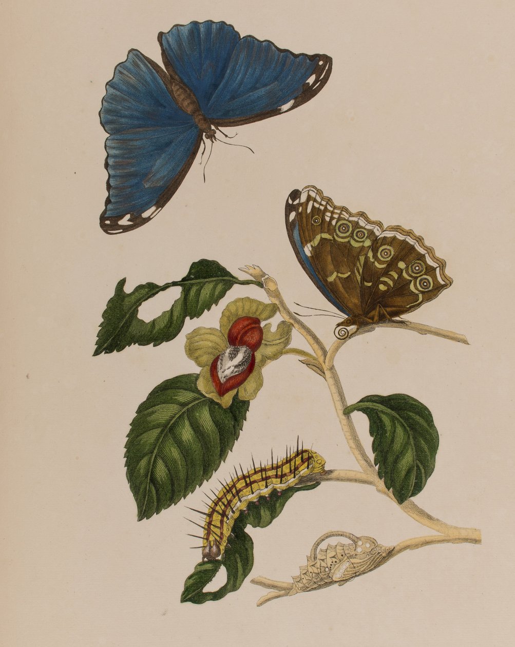 Illustration från 