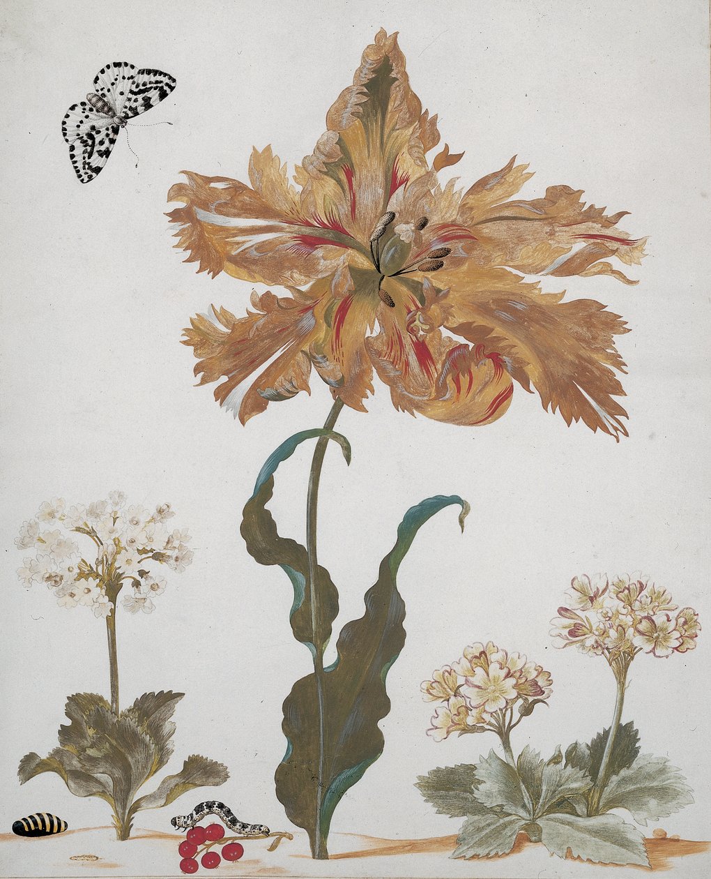 En papegojtulpan, Auriculas, röda vinbär, med en skatfjäril, dess larv och puppa, ca 1670 av Maria Sibylla Merian