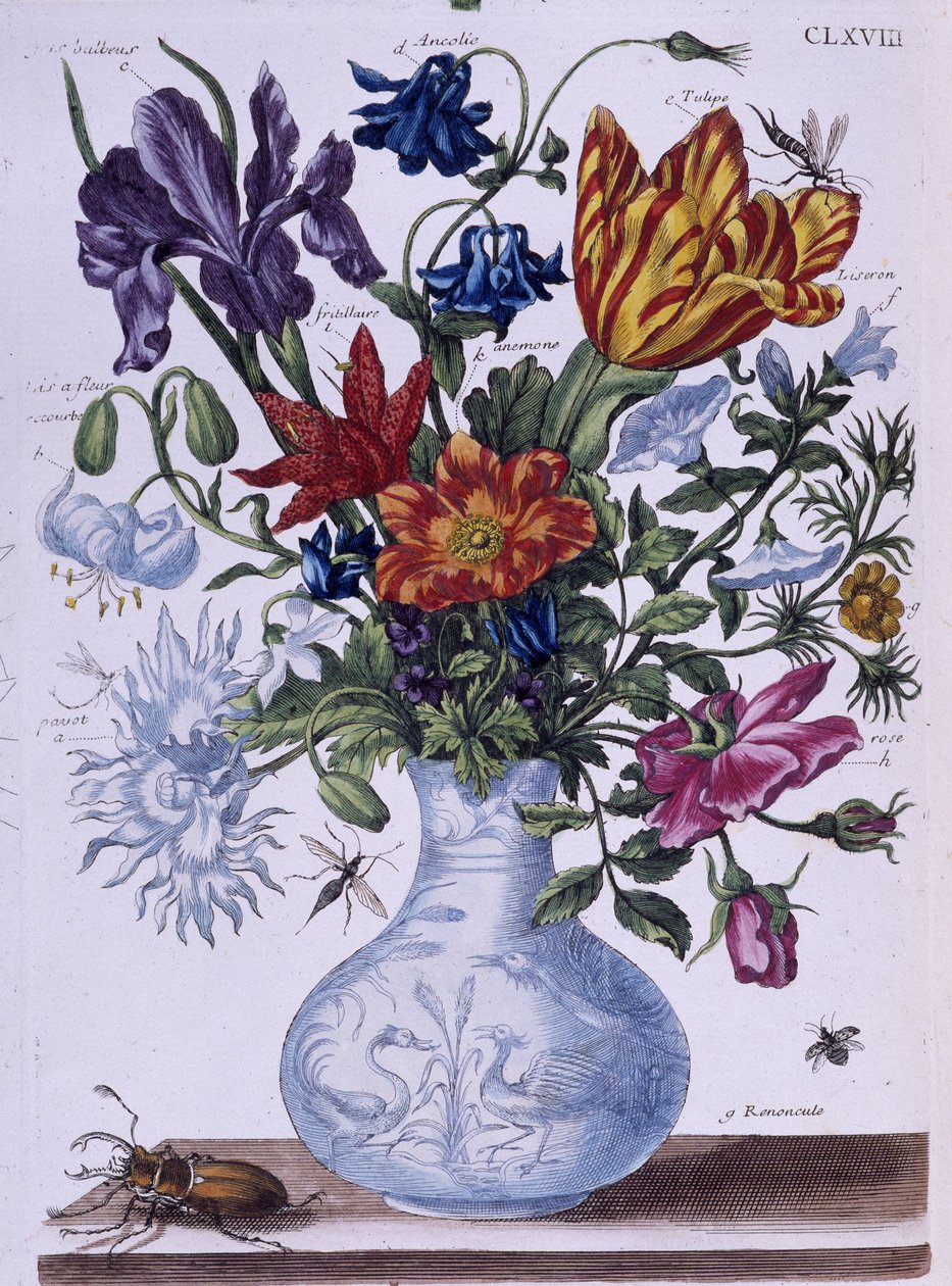 Skalbagge och olika blommor - dess. av Maria Sibylla Merian, n.d., ca. sent 1700-tal av Maria Sibylla Merian