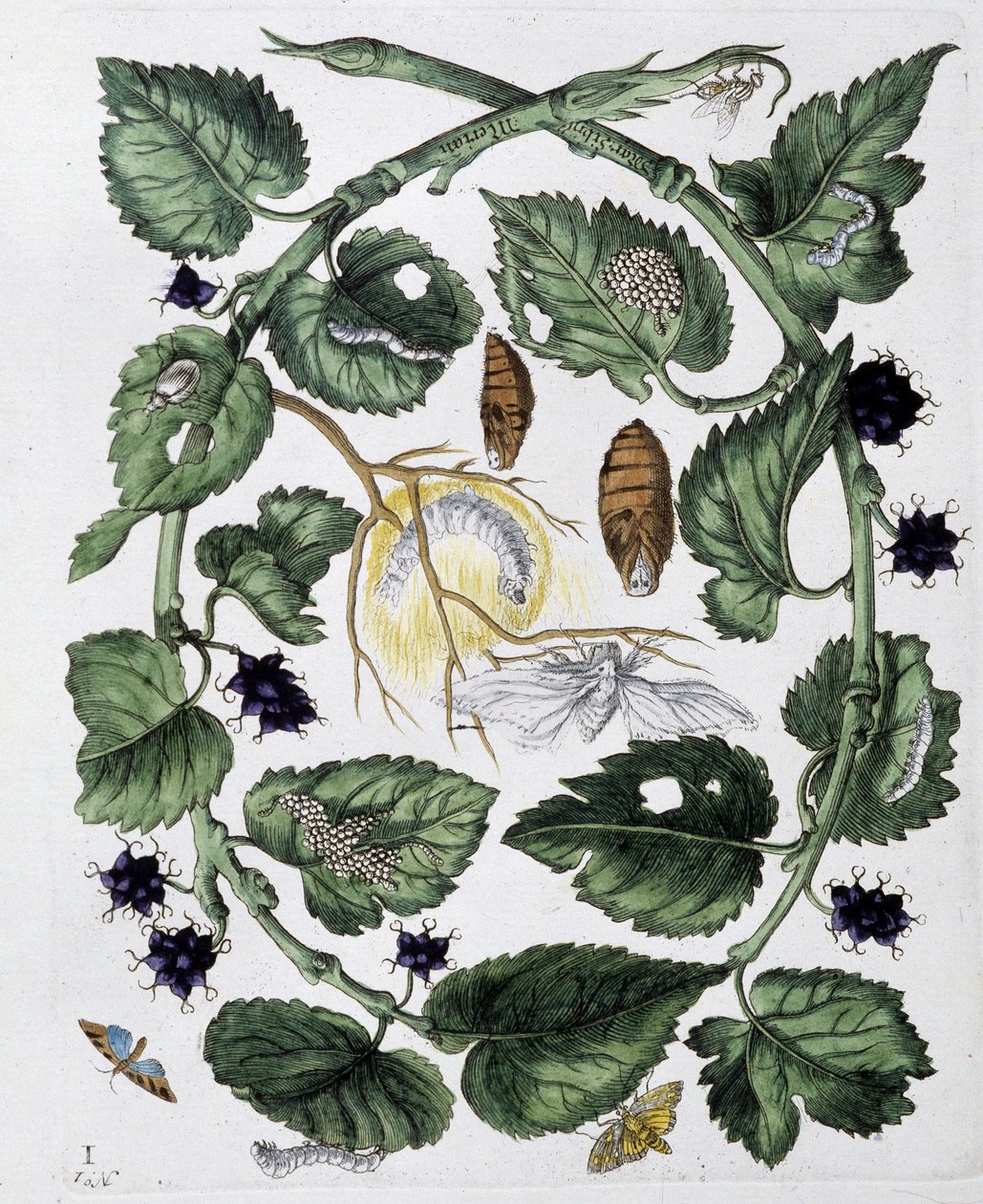 Fjärilar och chrysalis - dess. av Maria Sibylla Merian, n.d., ca. sent 1700-tal av Maria Sibylla Merian