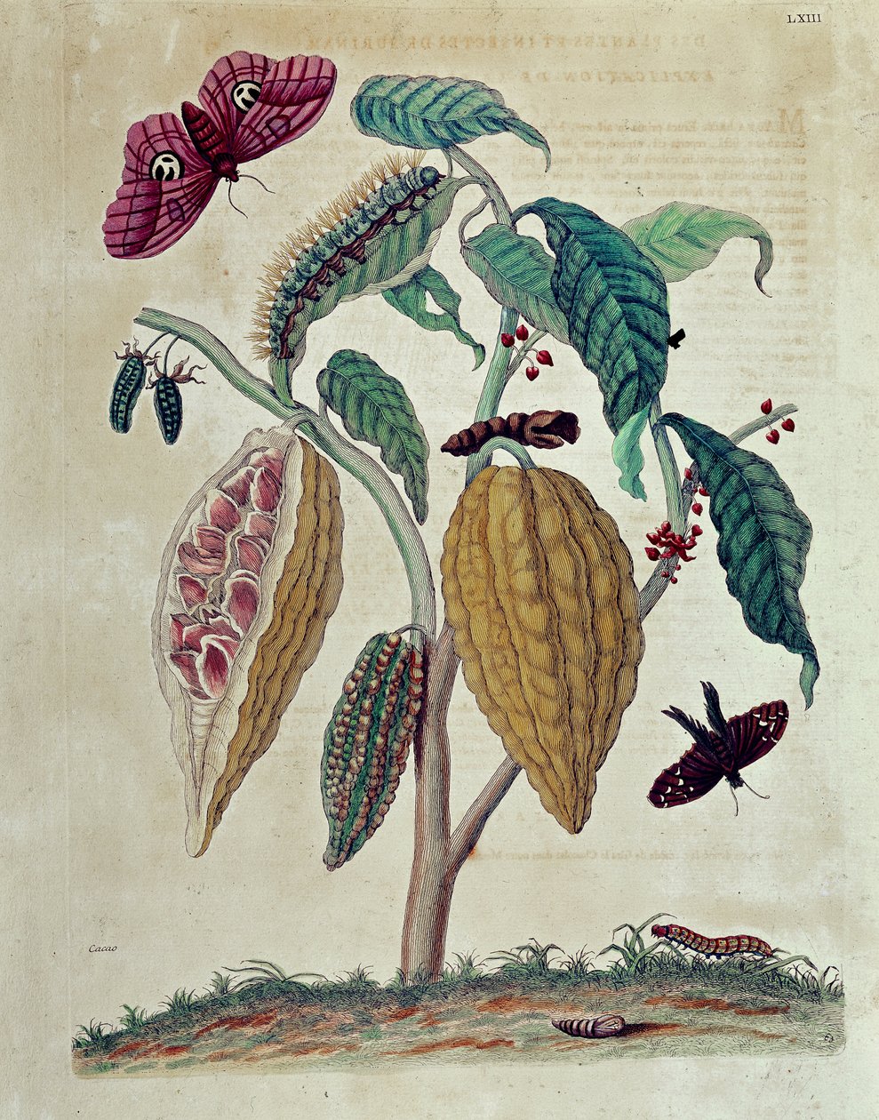 Kakao - i "" Allmän historia om insekter i Surinam och hela Europa"" av Maria Sibylla Merian av Maria Sibylla Merian