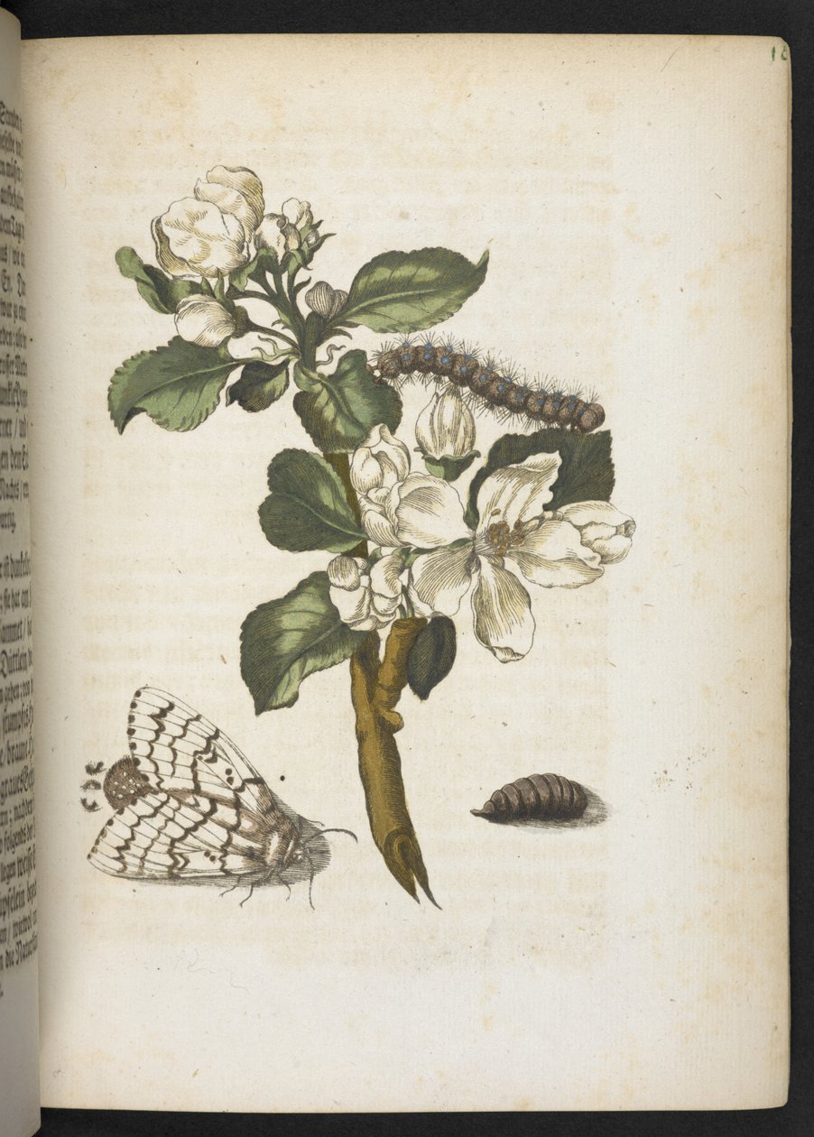 "Den underbara metamorfosen av larverna och den märkliga blommaten..." av Maria Sibylla Merian