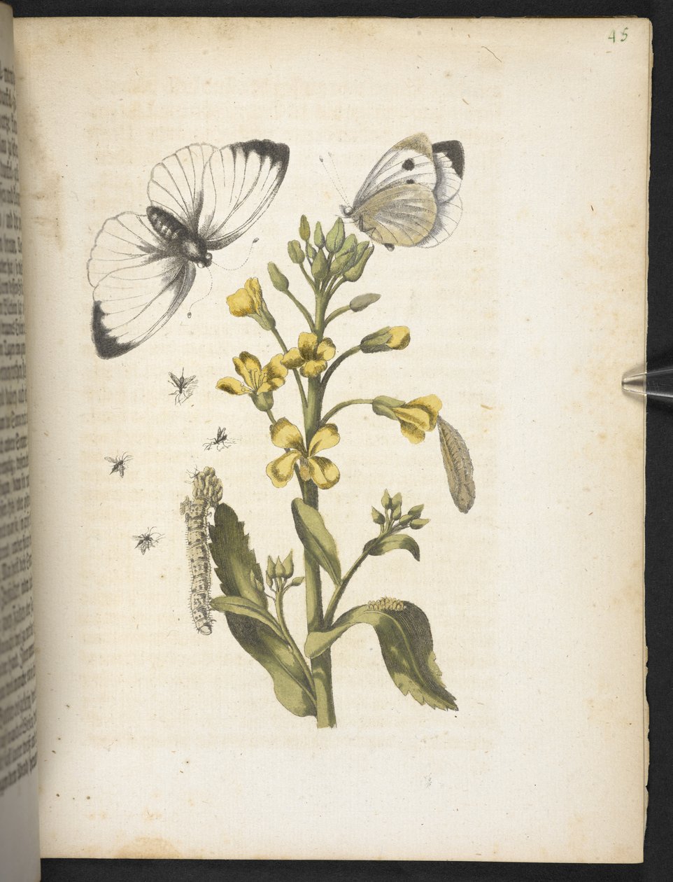 "Den underbara metamorfosen av larverna och den märkliga blommaten..." av Maria Sibylla Merian