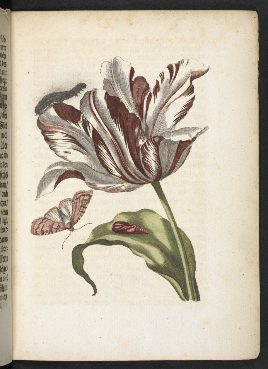 "Den underbara metamorfosen av larverna och den märkliga blommaten..." av Maria Sibylla Merian