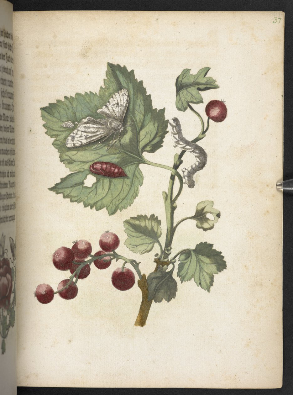 "Den underbara metamorfosen av larverna och den märkliga blommaten..." av Maria Sibylla Merian