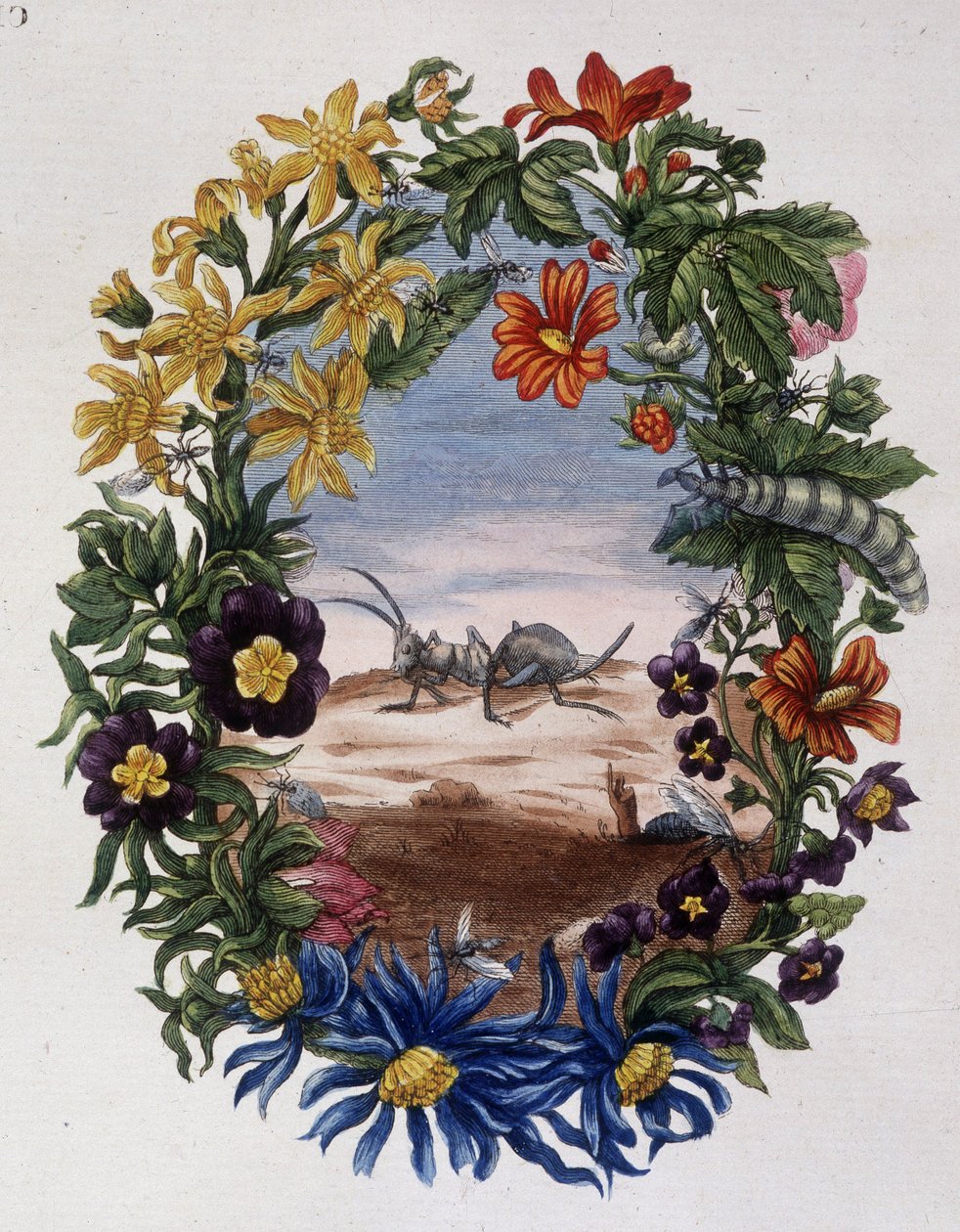 Fourmi - av Maria Sibylla Merian av Maria Sibylla Merian